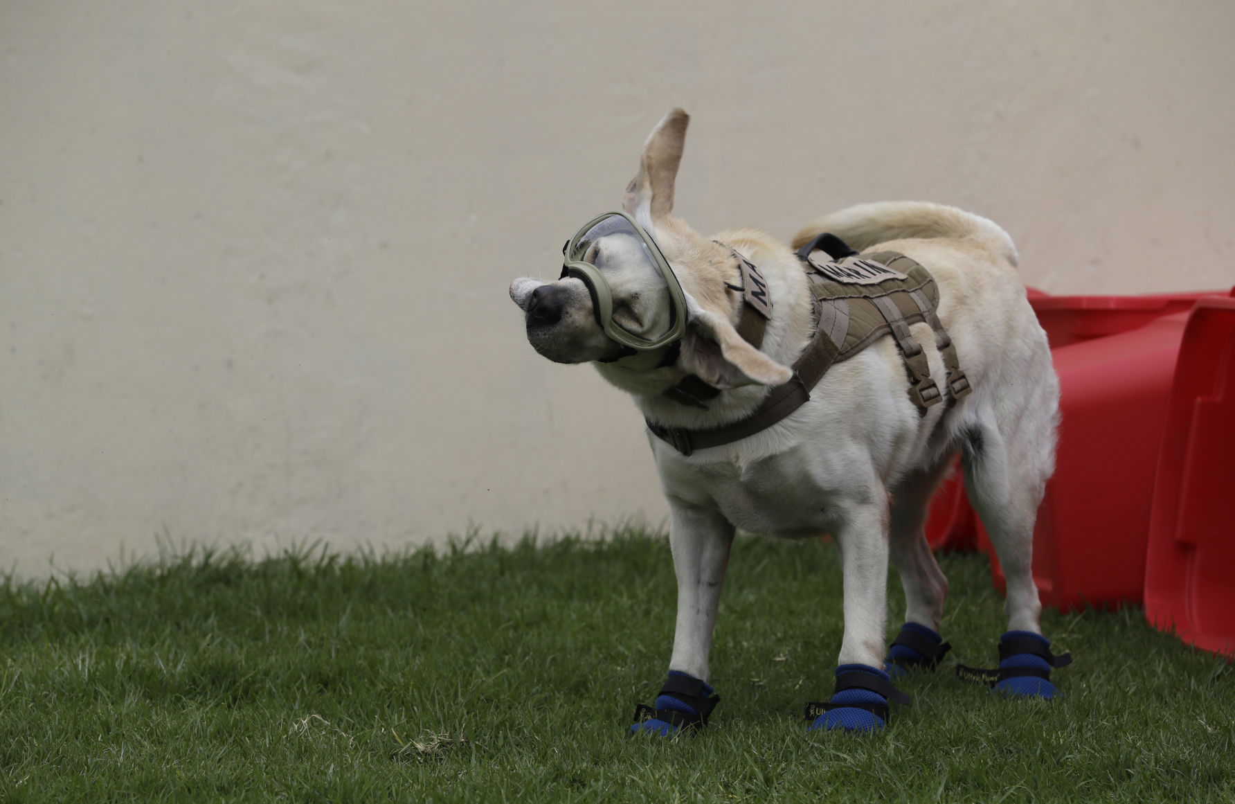 Mexico Quake Rescue Dog